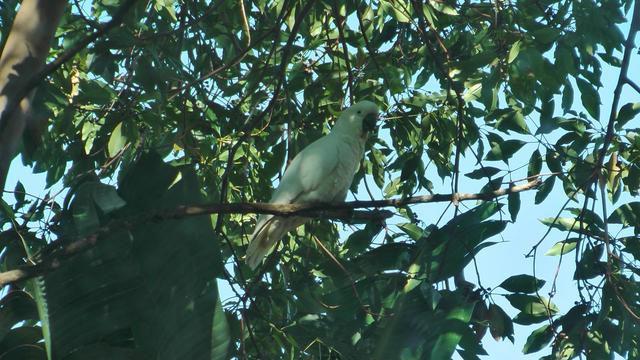 A white cockatoo sitting on a shady branch on a sunny day